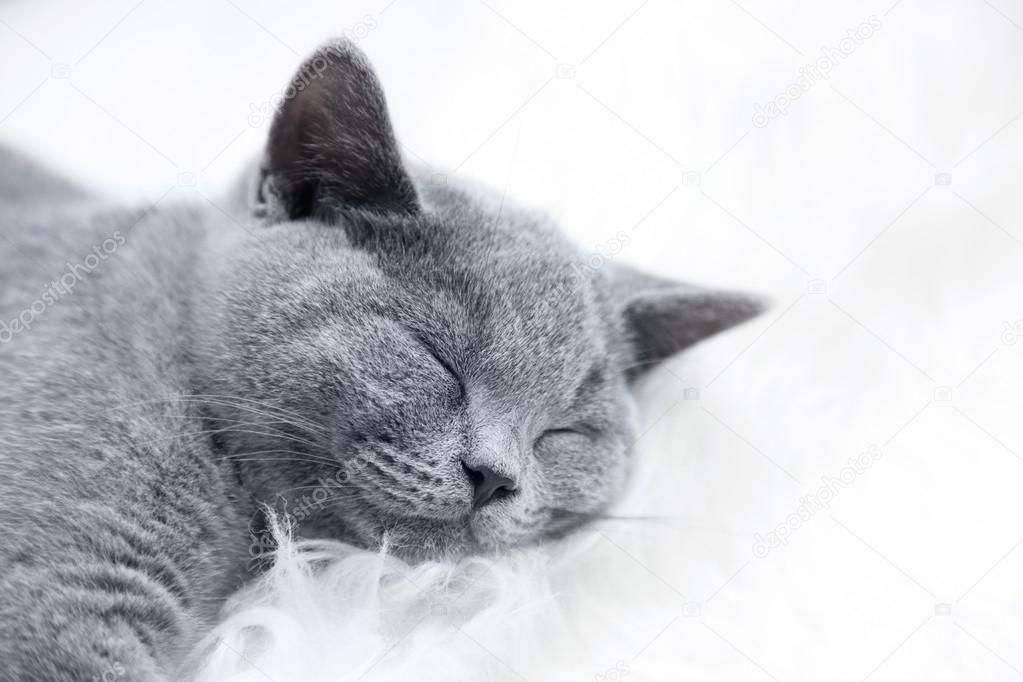 Junge Süße Graue Katze Zu Hause Stockfoto Photocreo
