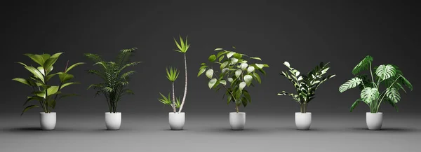 盆栽中的一组热带绿色植物 家居装饰资产黑色背景 3D插图 — 图库照片