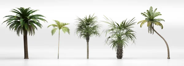 Conjunto Palmeiras Tropicais Ativos Natureza Isolados Sobre Fundo Branco Ilustração — Fotografia de Stock