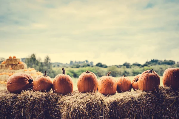 Abóboras Feno Campo Halloween Decoração Ação Graças — Fotografia de Stock