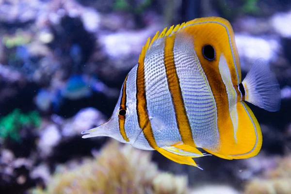 Oceano Subaquático Peixe Recife Coral Cenário Tropical — Fotografia de Stock