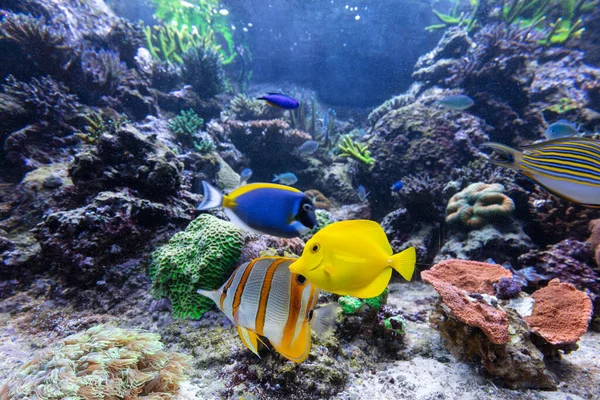 Océano Submarino Peces Arrecifes Coral Paisajes Tropicales — Foto de Stock