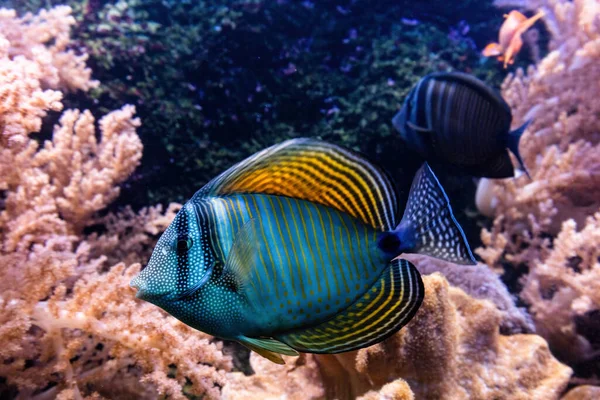 물고기와 산호초입니다 — 스톡 사진