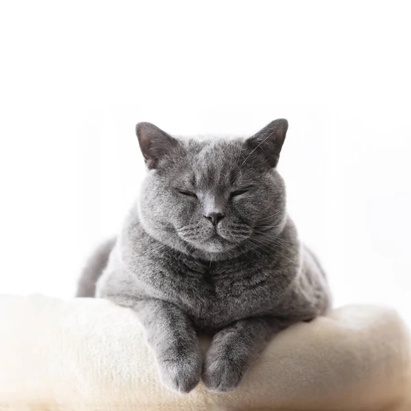 躺在床上的英国猫放松地笑着 英国短毛象 — 图库照片