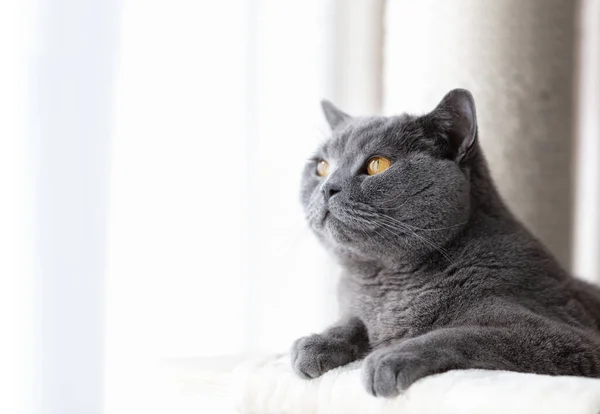 Gato Britânico Deitado Árvore Gato Arranhando Poste Britânico Raça Shorthair — Fotografia de Stock