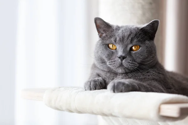 Gato Britânico Deitado Árvore Gato Arranhando Poste Britânico Raça Shorthair — Fotografia de Stock