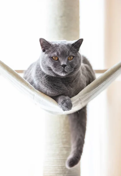 British Cat Hammock Cat Tree Scratching Post British Shorthair Breed — Stock Photo, Image