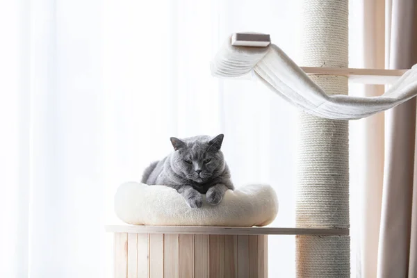 Gato Britânico Deitado Árvore Gato Arranhando Poste Britânico Raça Shorthair — Fotografia de Stock