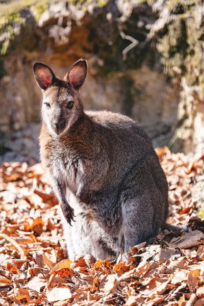 Red Necked Wallaby Full Body Portrait — Stock Photo, Image