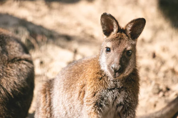 Vörös Nyakú Wallaby Teljes Test Portré — Stock Fotó