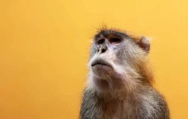 Patas Monkey Portrait Orange Background — Stock Photo, Image