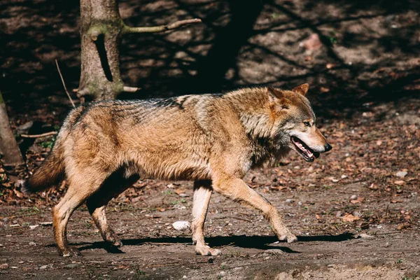 Lobo Caminhando Floresta Corpo Inteiro — Fotografia de Stock