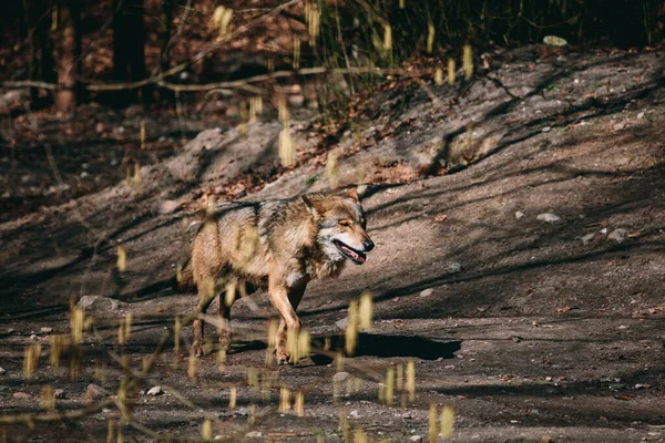 Wolf Läuft Mit Vollem Körper Durch Den Wald — Stockfoto