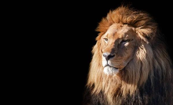 Lion Face Portrait Black Background — Stock Photo, Image