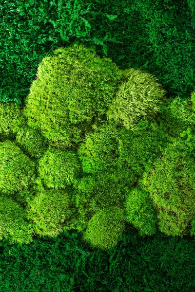 Green Wall Decoration Cladonia Rangiferina Reindeer Moss — Stock Photo, Image