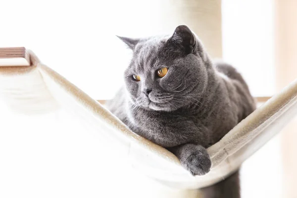 고양이등에 해먹을 고양이가 기둥을 있어요 쇼트어 — 스톡 사진