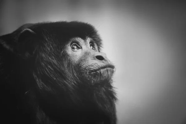 Sad Monkey Portrait Black White — Stock Photo, Image