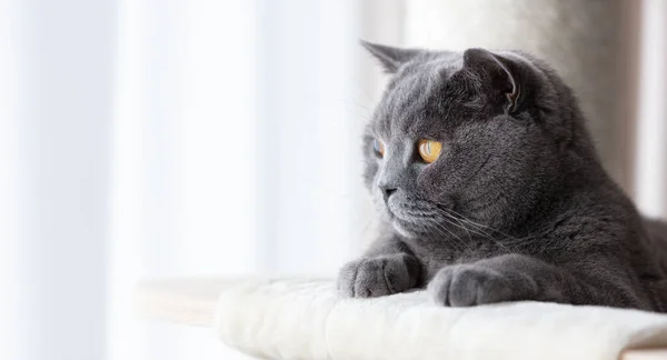 Gato Britânico Deitado Árvore Gato Arranhando Poste Britânico Raça Shorthair — Fotografia de Stock