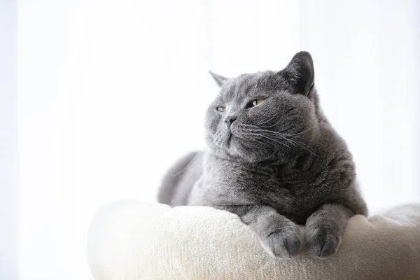 Gato Britânico Deitado Relaxado Sorrindo Britânico Retrato Raça Shorthair — Fotografia de Stock