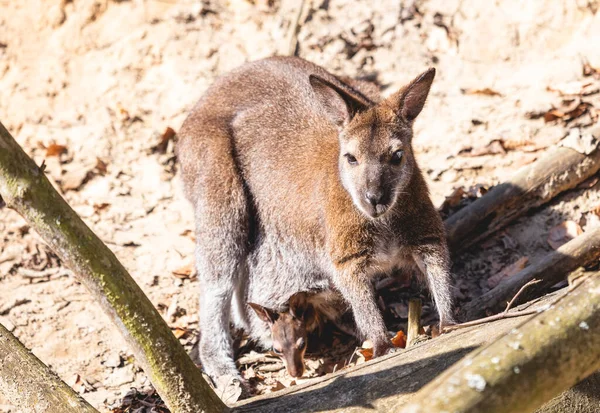 Red Necked Wallaby Joey Pouch Full Body Portrait — Stock Photo, Image