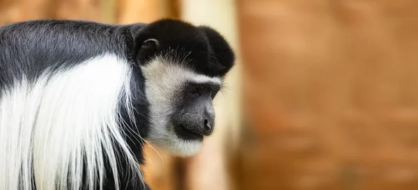 Portrait Singe Gibbon Sur Fond Orange — Photo