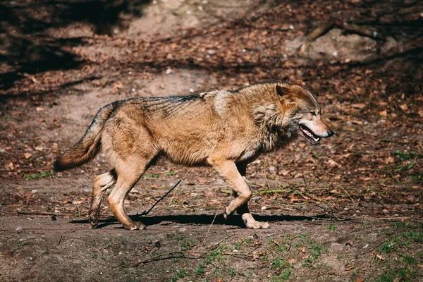 Vlk Kráčí Lesem Celé Tělo — Stock fotografie