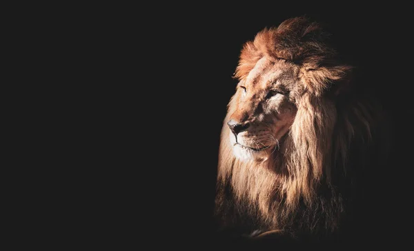 Lion Face Portrait Black Background Side View — Stock Photo, Image