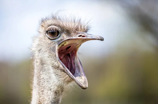 Ostrich Mouth Wide Open Shouting — Stock Photo, Image