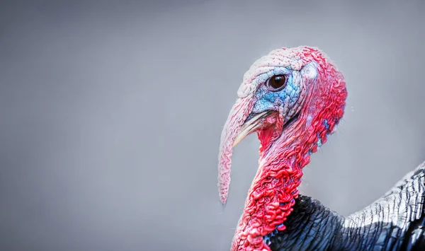 Turquie Portrait Oiseau Gros Plan — Photo
