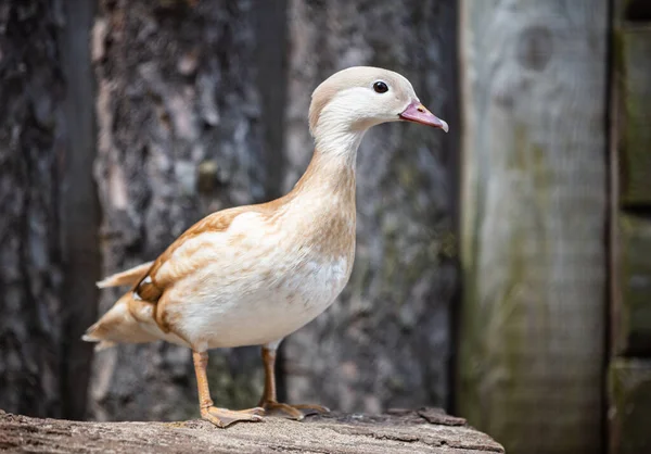 Ritratto Anatra Mandarino Contro Parete Legno — Foto Stock