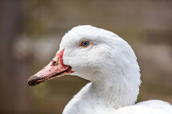 Bílý Portrét Zblízka Husí Kůže Boční Pohled — Stock fotografie