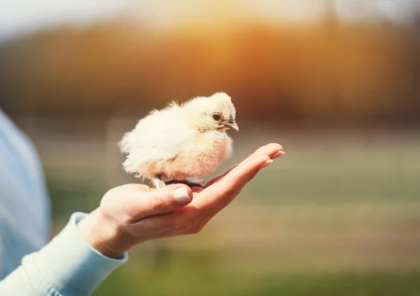 女の手から飛び立つ赤ん坊の鳥 自由と希望と信頼 — ストック写真