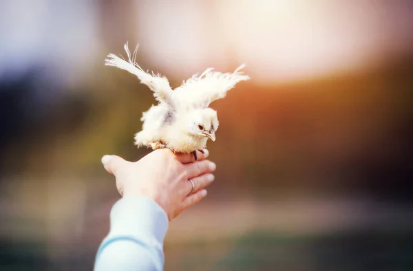 Baby Vogel Vliegt Van Hand Van Een Vrouw Vrijheid Hoop — Stockfoto