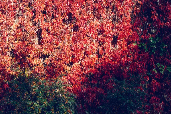 Fondo Pared Natural Hiedra Roja Otoñal —  Fotos de Stock