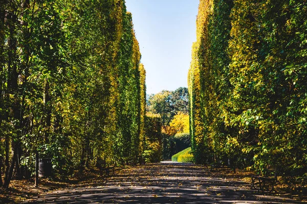 Hedge Σοκάκι Φθινόπωρο Oliwski Park Στο Γκντανσκ Πολωνία Φθινόπωρο — Φωτογραφία Αρχείου