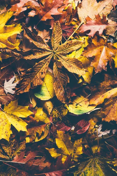 Podzim Opouští Pozadí Barevné Přírodní Pozadí — Stock fotografie