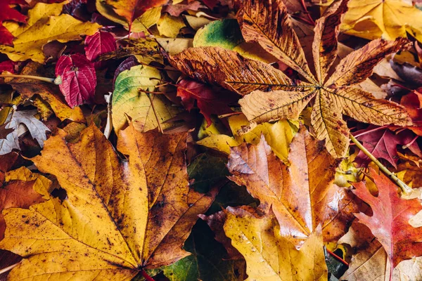 Autunno Lascia Sfondo Sfondo Natura Colorata — Foto Stock