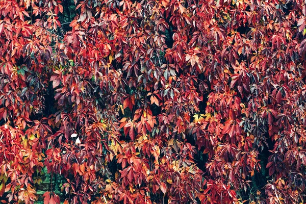 Autumn Red Ivy Natural Wall Background — Stock Photo, Image