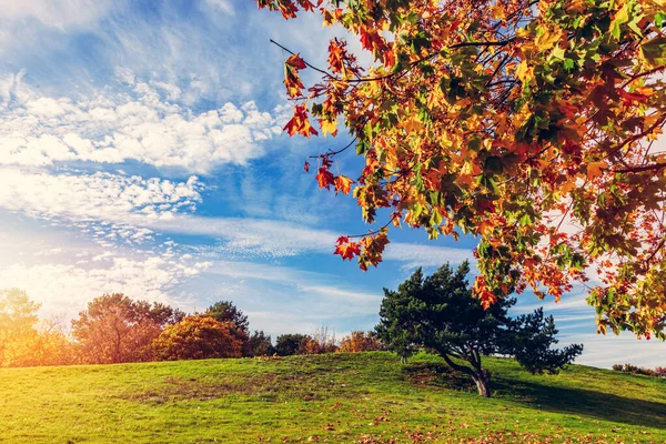 Sonbahar Parkı Renkli Yaprakların Ağaçların Olduğu Orman — Stok fotoğraf