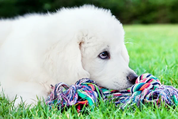 Cão bonito cachorro branco — Fotografia de Stock