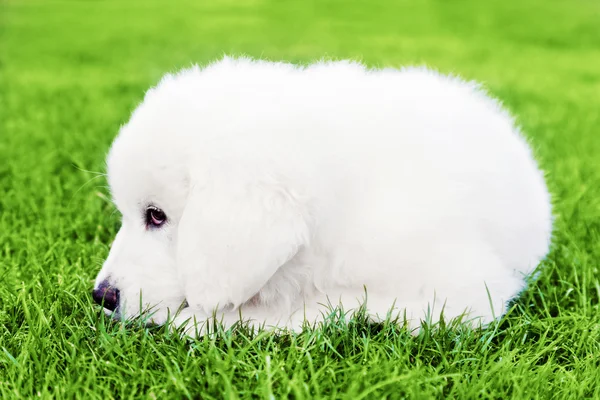 白のかわいい子犬 — ストック写真