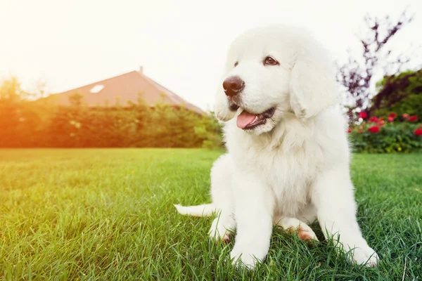 Cão bonito cachorro branco — Fotografia de Stock