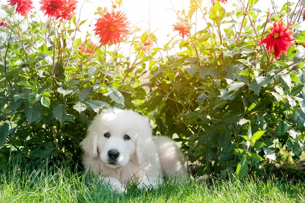 Lindo cachorro blanco perro — Foto de Stock