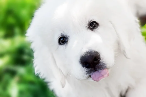 Cute puppy dog — Stock Photo, Image