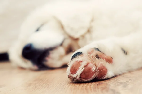 Милий щеня собака — стокове фото