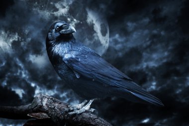 Black raven in moonlight perched on tree clipart