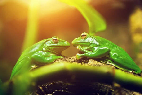 Twee groene kikkers — Stockfoto