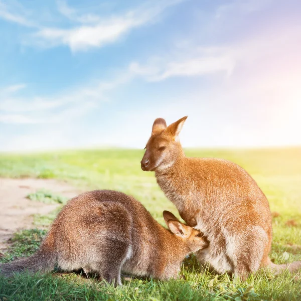 Kangaroo feeding, suckling. — Stock Photo, Image