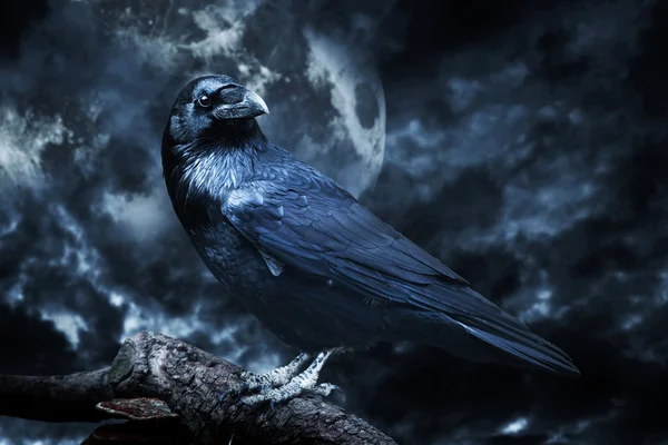 Черный ворон в лунном свете, сидящий на дереве — стоковое фото