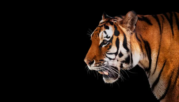 Tigre selvagem — Fotografia de Stock